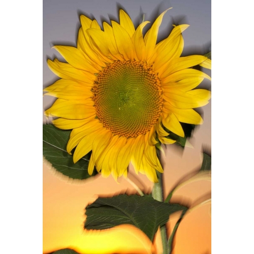 CA, Hybrid sunflower blowing in the wind at dusk